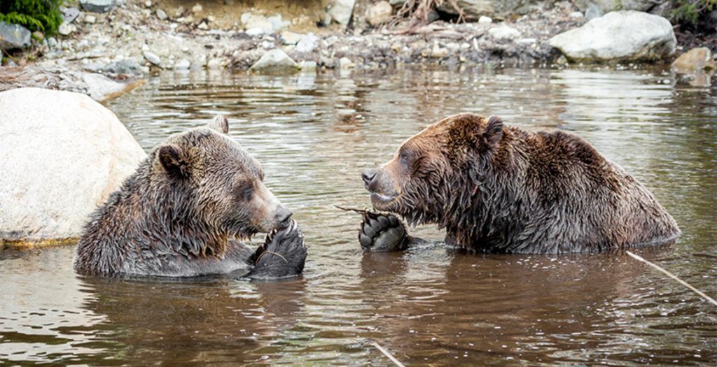 Best Vancouver Wildlife Viewing Spots Vancouver Lookout